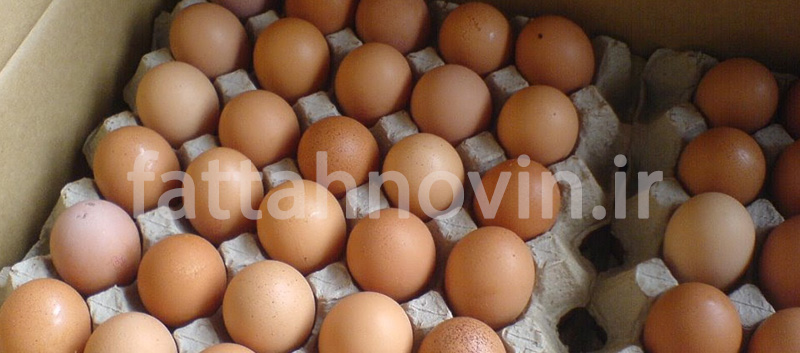 فروش تخم مرغ خوراکی