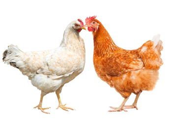 فروش مرغ گوشتی و تخم گذار