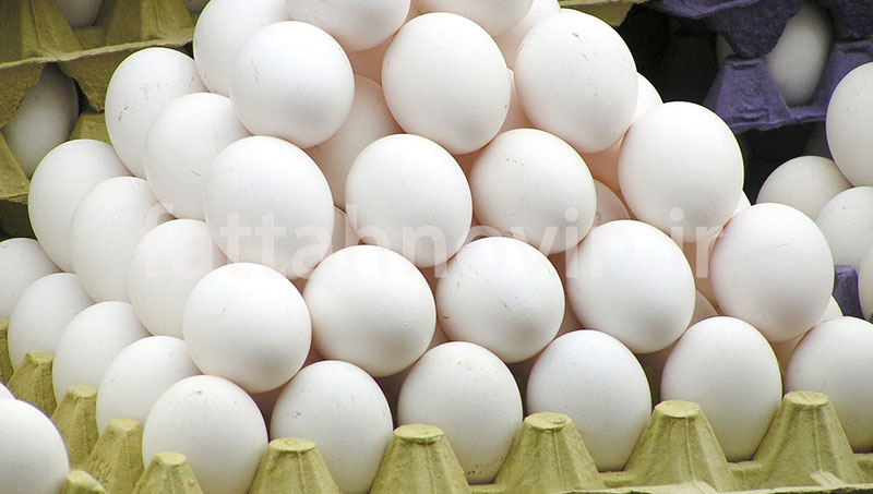 فروش تخم اردک پکنی